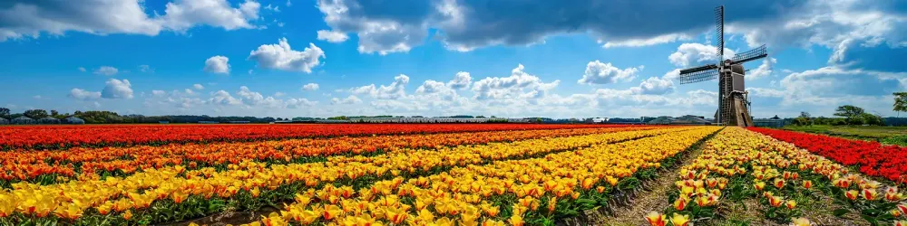 Panorama of landscape with blooming colorful tulip field, traditional dutch windmill and blue cloudy sky in Netherlands Holland , Europe - Tulips flowers background panoramic banner